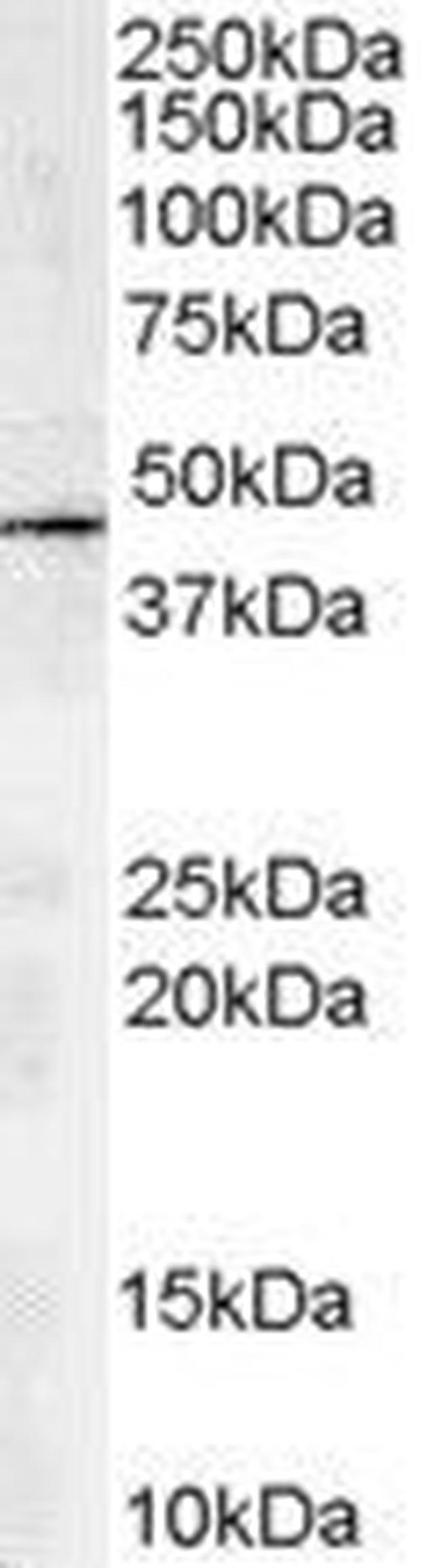 ACTR1A Antibody in Western Blot (WB)