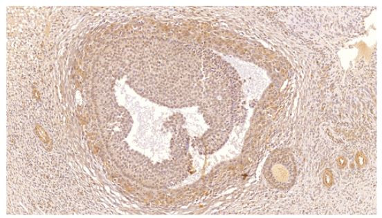 PDE4C Antibody in Immunohistochemistry (Paraffin) (IHC (P))