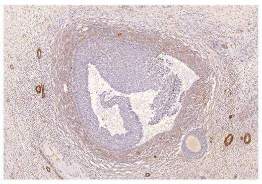 PDE8A Antibody in Immunohistochemistry (Paraffin) (IHC (P))