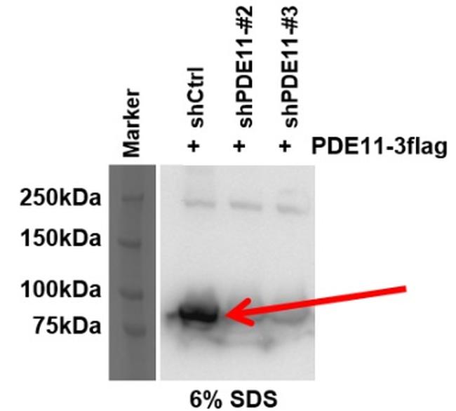 PDE11A Antibody in Western Blot (WB)