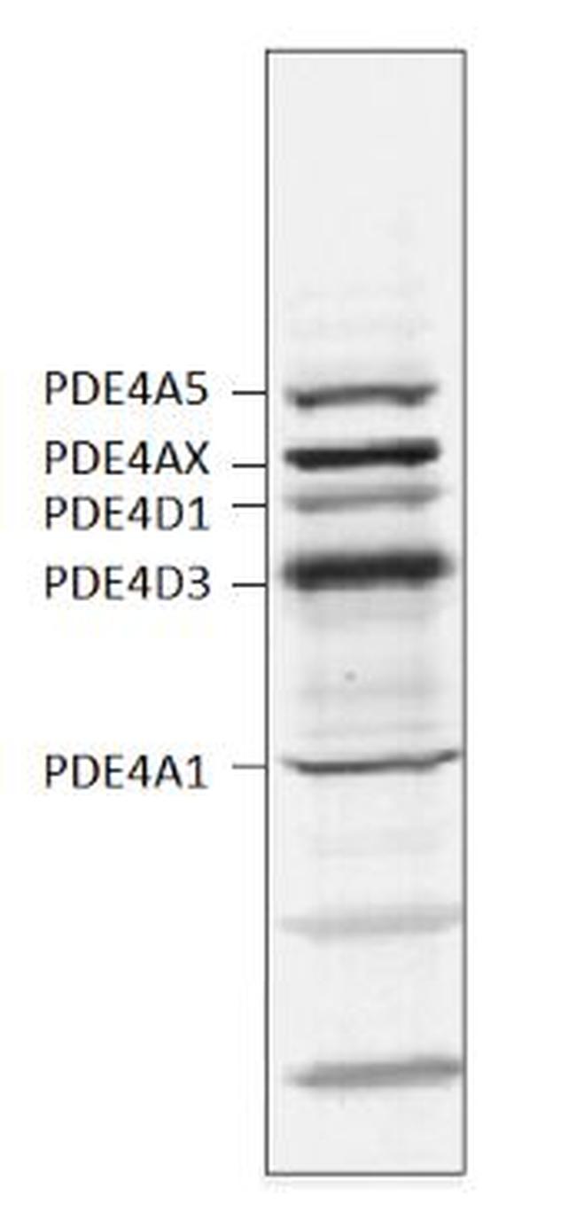 PDE4A Antibody in Western Blot (WB)