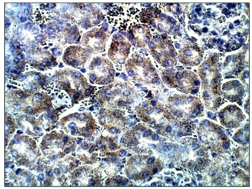 Adenylate Cyclase 7 Antibody in Immunohistochemistry (Paraffin) (IHC (P))