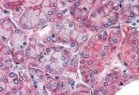 Claudin 14 Antibody in Immunohistochemistry (Paraffin) (IHC (P))
