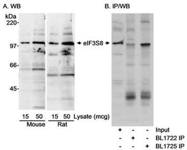 eIF3c Antibody in Western Blot (WB)