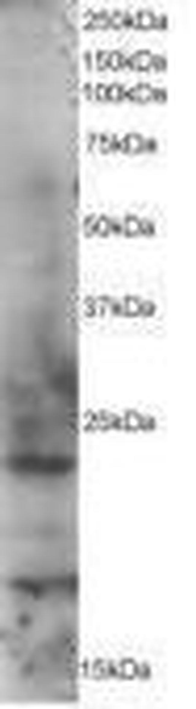 RAB2A Antibody in Western Blot (WB)