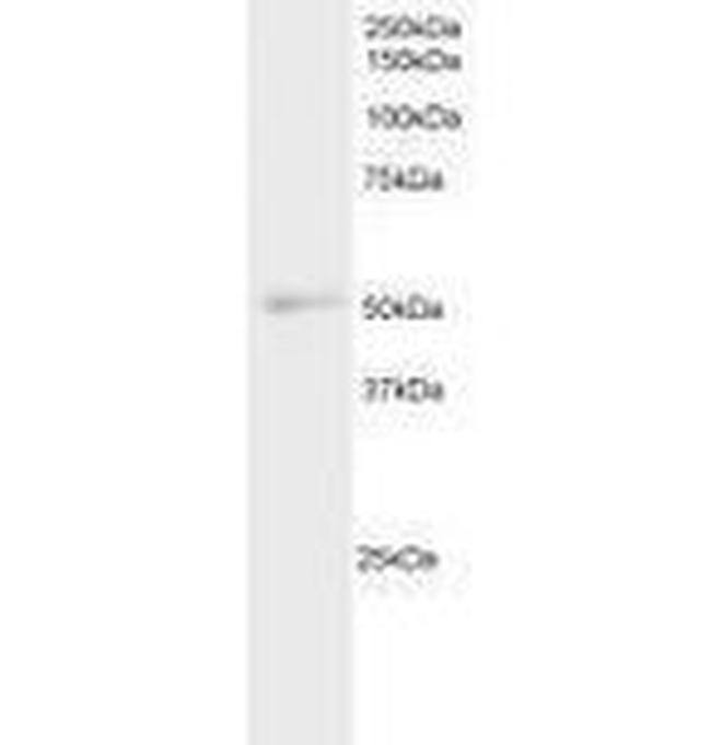 NFIL3 Antibody in Western Blot (WB)