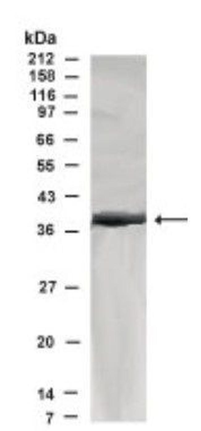 HAP40 Antibody in Western Blot (WB)