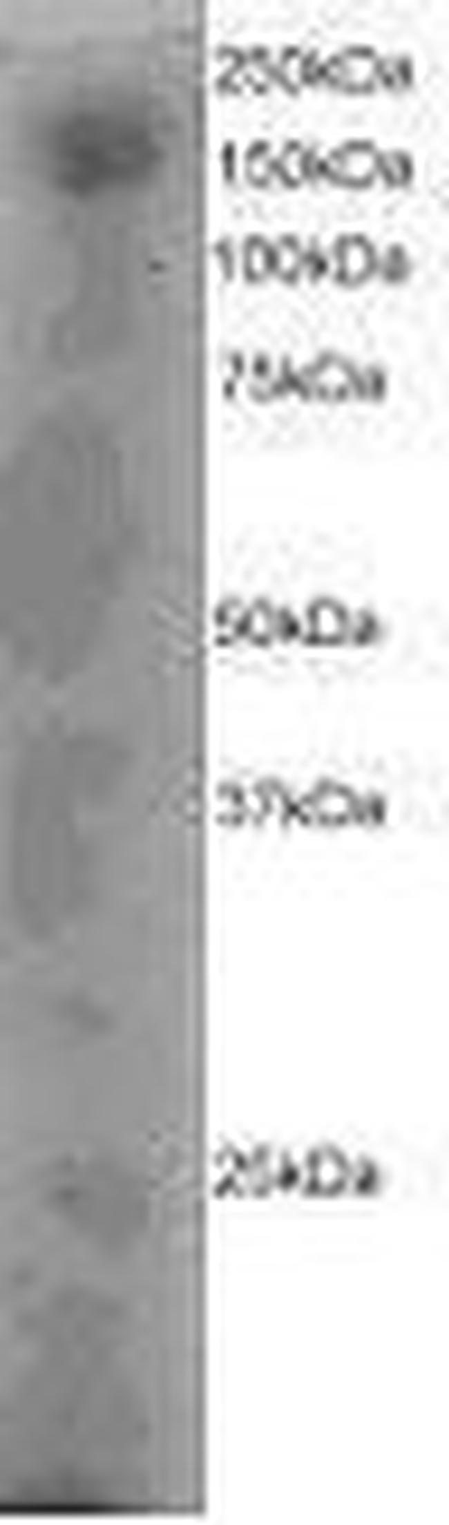 DOCK1 Antibody in Western Blot (WB)