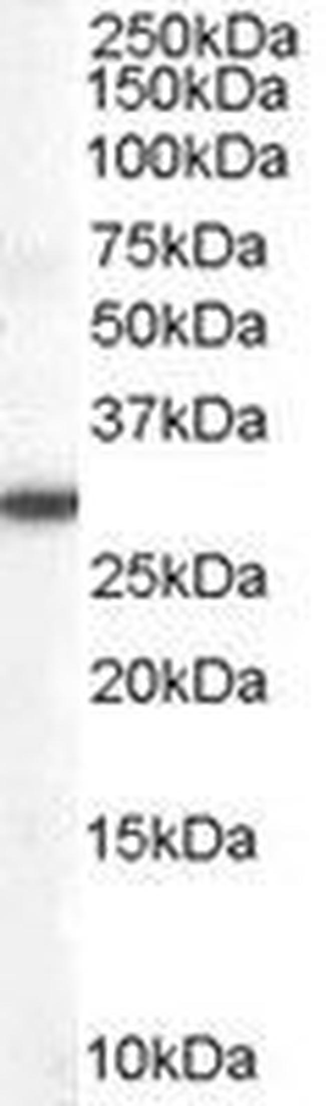 DDAH2 Antibody in Western Blot (WB)