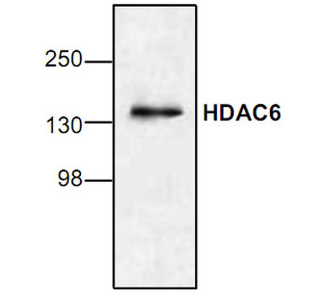 HDAC6 Antibody in Western Blot (WB)