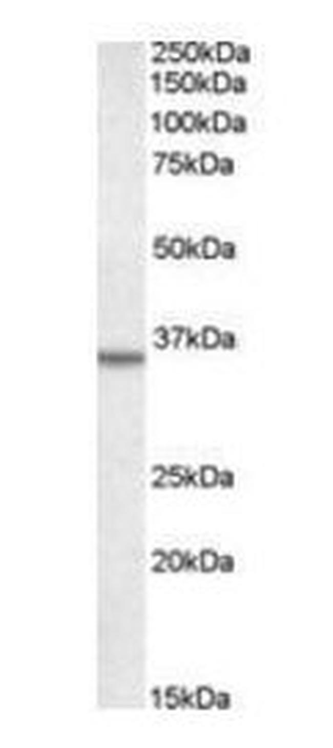 Annexin A2 Antibody in Western Blot (WB)