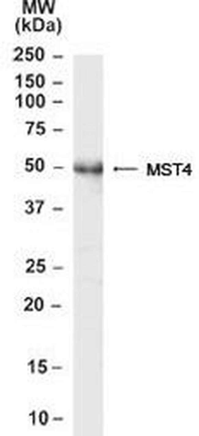 MST4 Antibody in Western Blot (WB)