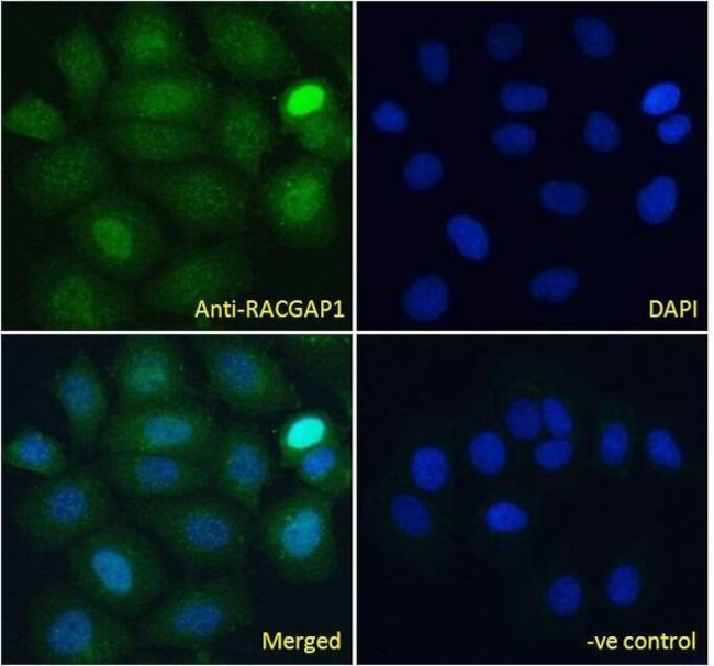 RACGAP1 Antibody in Immunocytochemistry (ICC/IF)