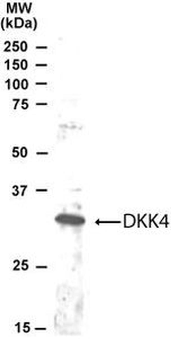 DKK4 Antibody in Western Blot (WB)