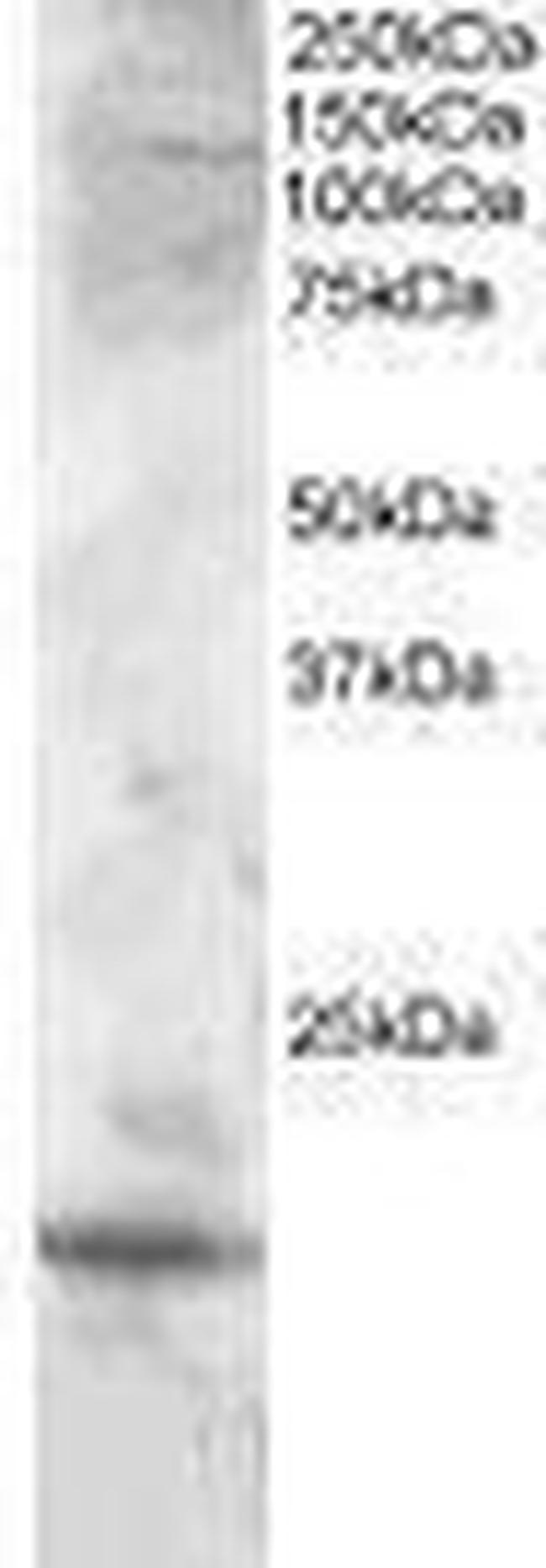 Cystatin F Antibody in Western Blot (WB)
