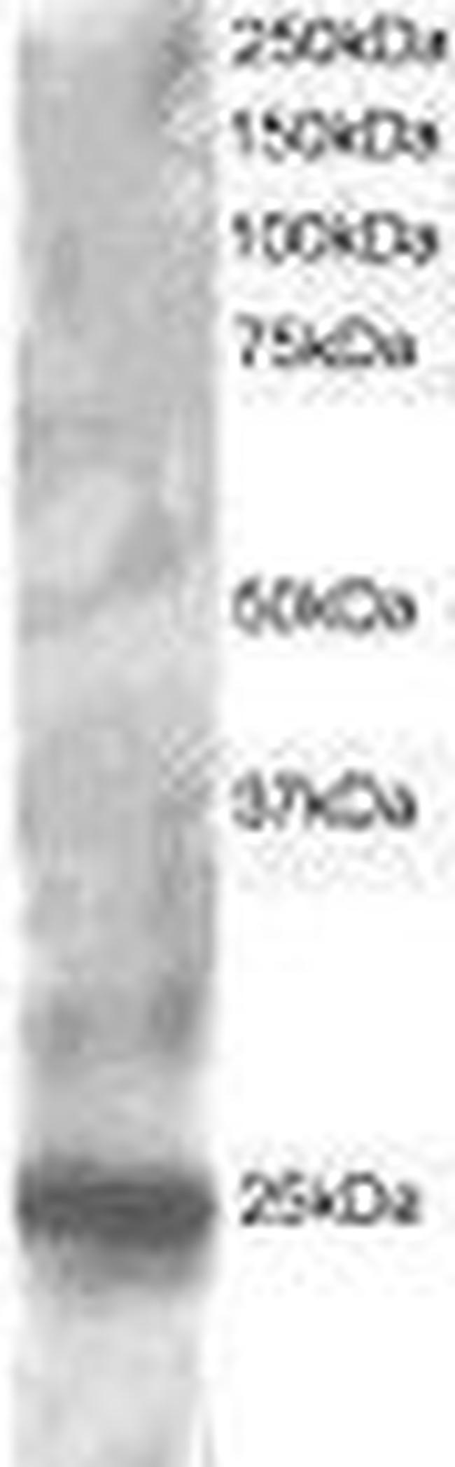 RGS1 Antibody in Western Blot (WB)