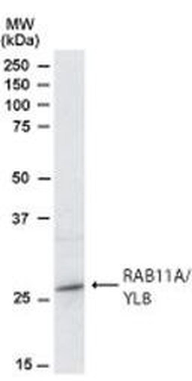 RAB11A Antibody in Western Blot (WB)
