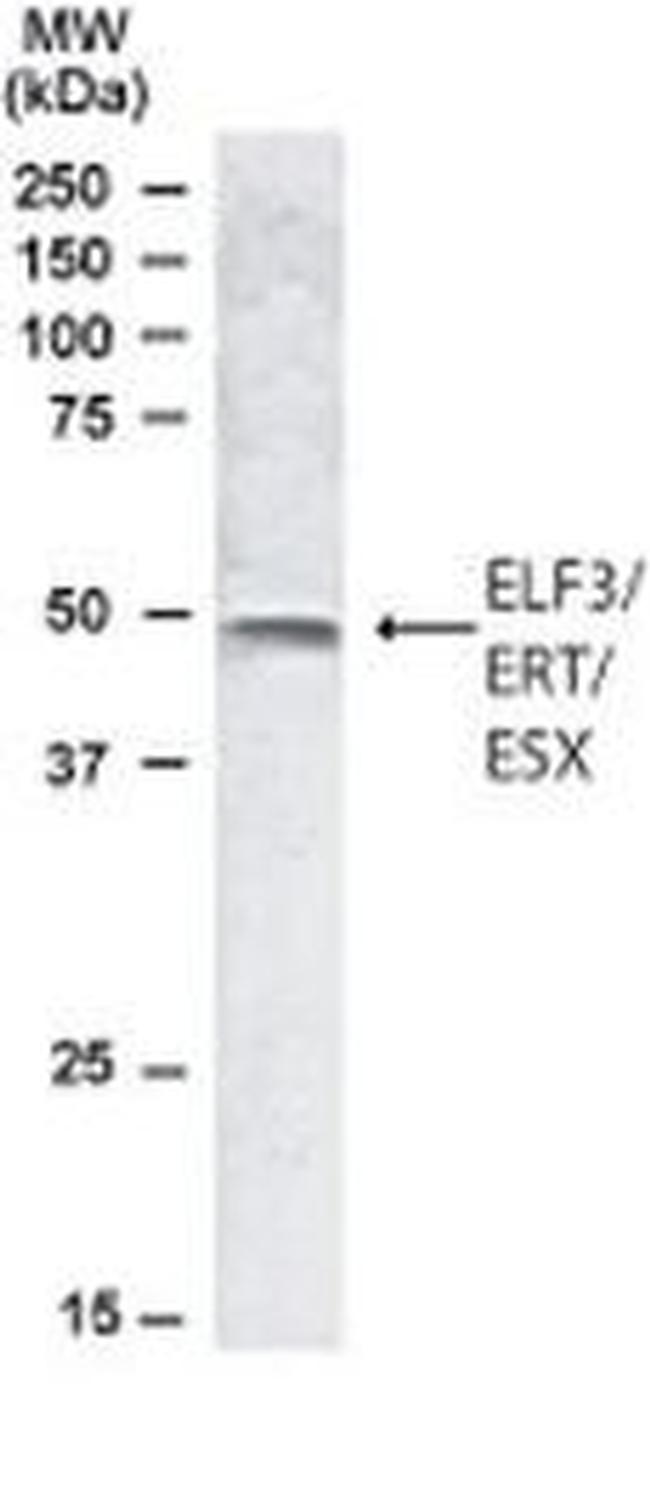 ELF3 Antibody in Western Blot (WB)
