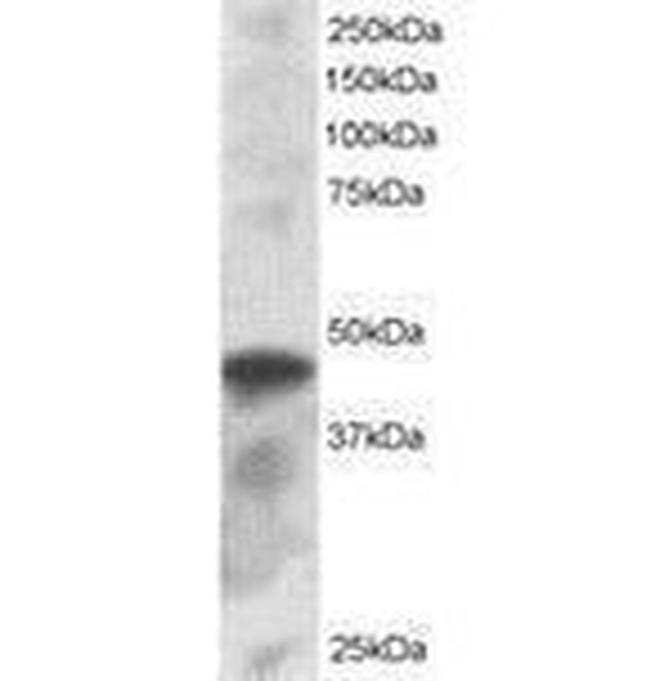 IRF8 Antibody in Western Blot (WB)