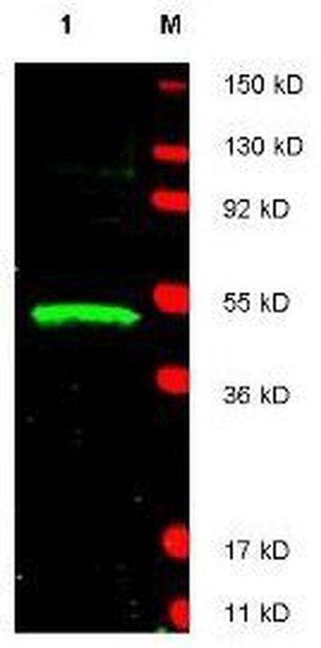 LDB1 Antibody in Western Blot (WB)
