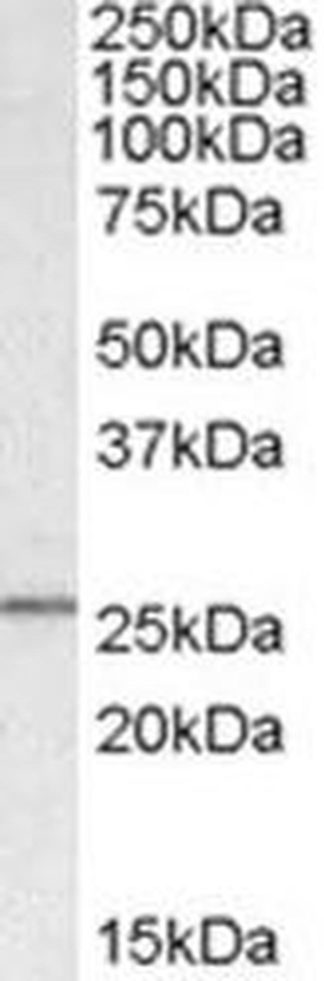 SYF2 Antibody in Western Blot (WB)