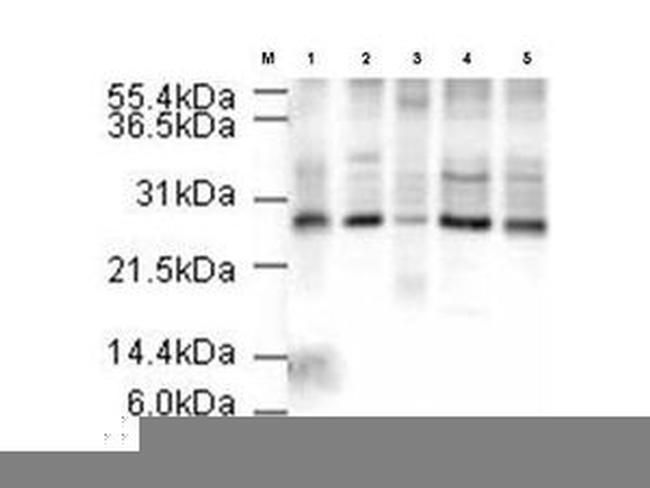 APC10 Antibody in Western Blot (WB)