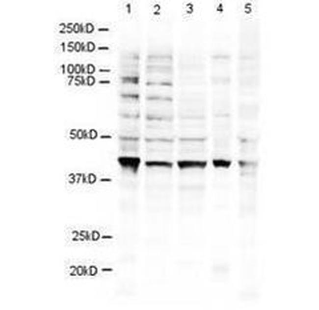 RNF2 Antibody in Western Blot (WB)