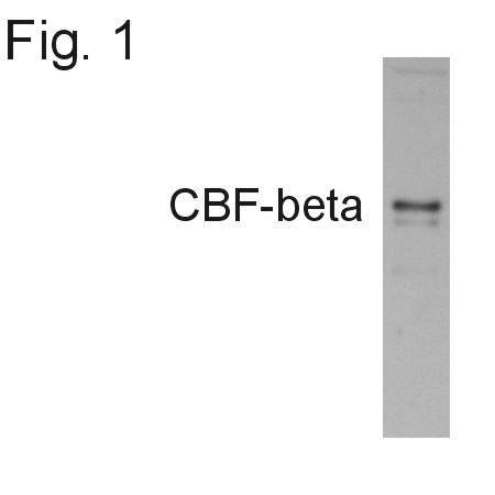 CBF beta Antibody in Western Blot (WB)