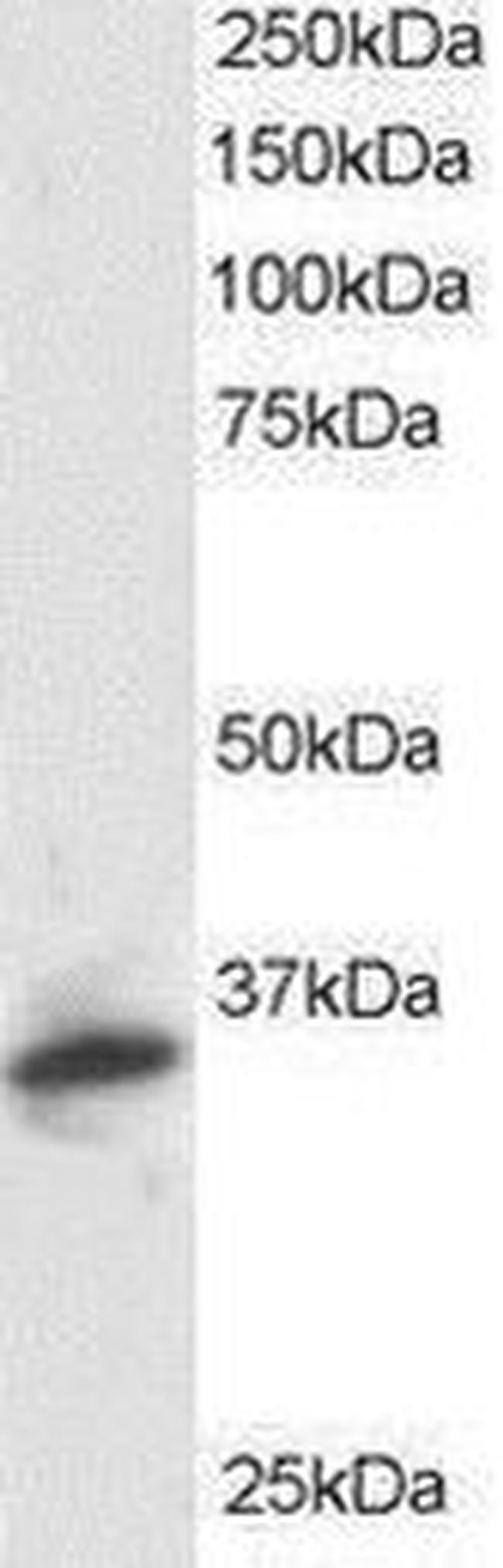 PSMF1 Antibody in Western Blot (WB)