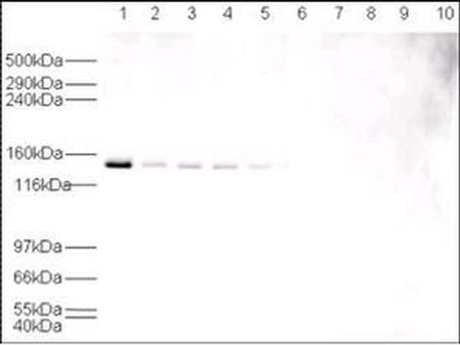 USP7 Antibody in Western Blot (WB)