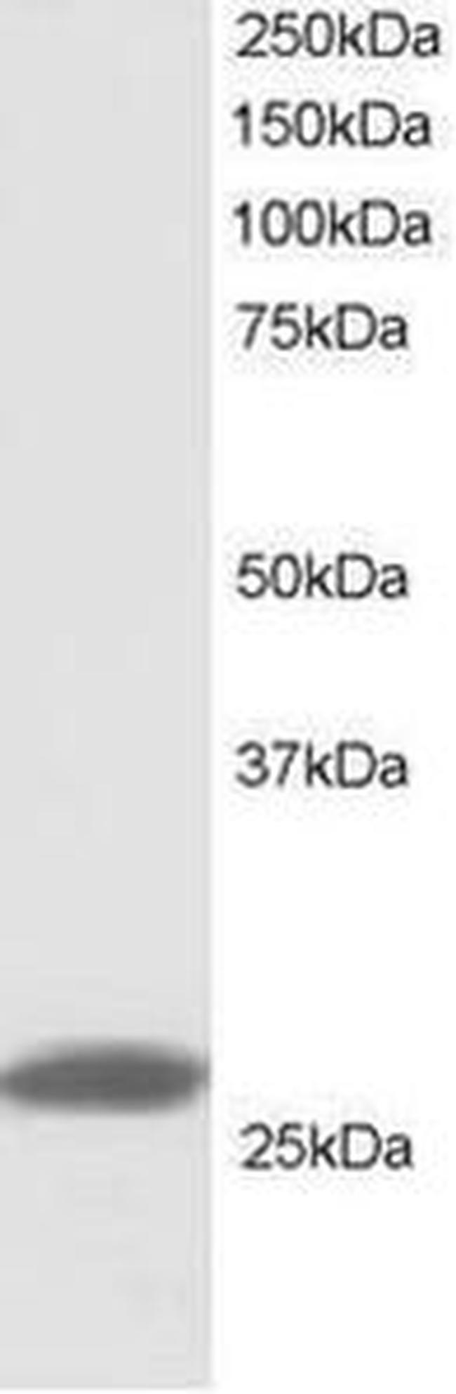 PHAPI2 Antibody in Western Blot (WB)
