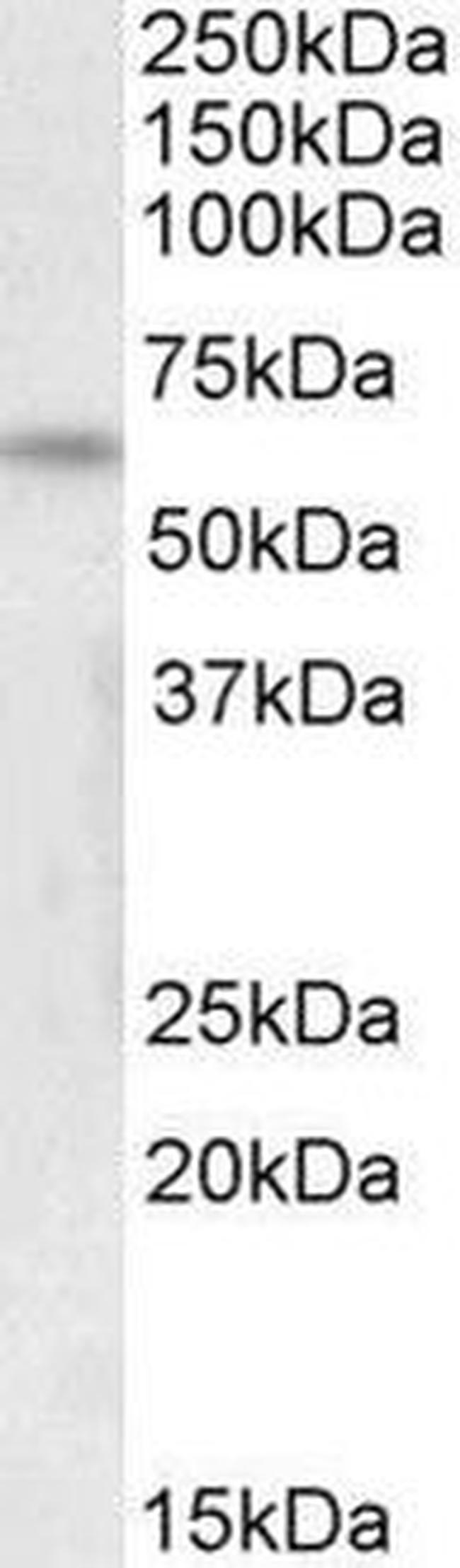 ILF1 Antibody in Western Blot (WB)