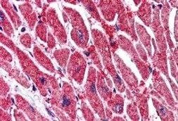 KPNA3 Antibody in Immunohistochemistry (Paraffin) (IHC (P))