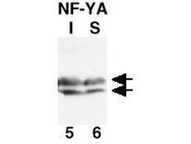 NFYA Antibody in Western Blot (WB)