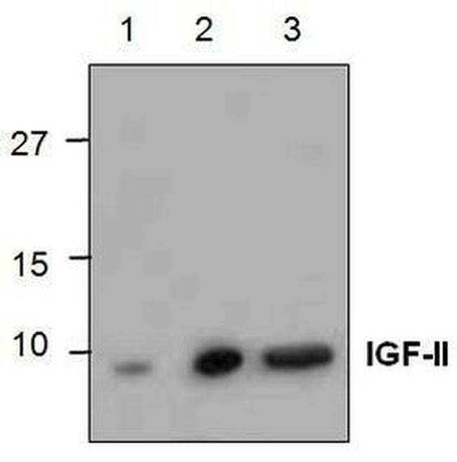 IGF2 Antibody in Western Blot (WB)