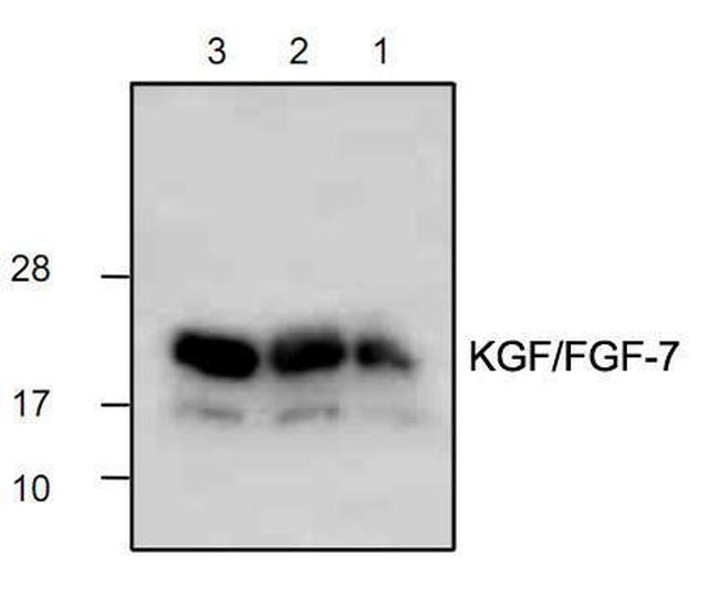 KGF Antibody in Western Blot (WB)