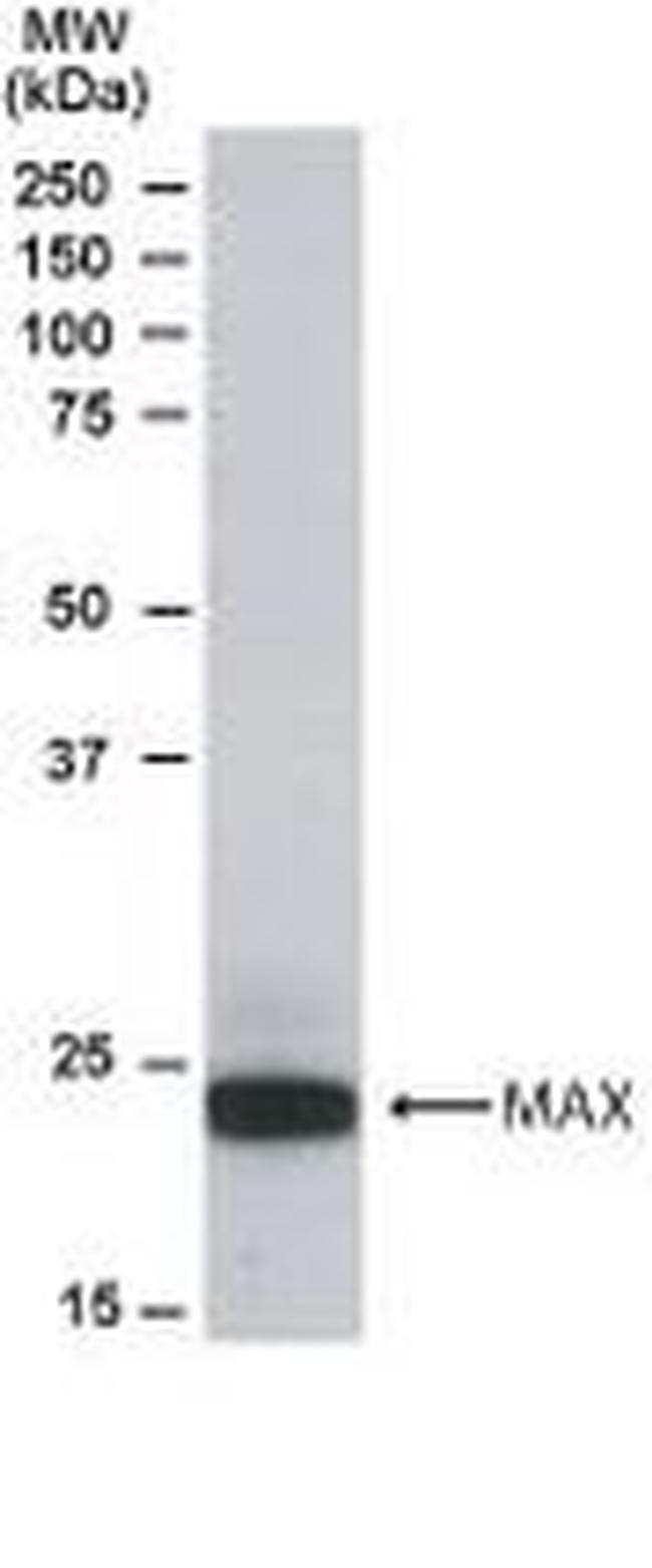 MAX Antibody in Western Blot (WB)