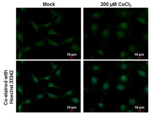 HIF-2 alpha Antibody in Immunocytochemistry (ICC/IF)