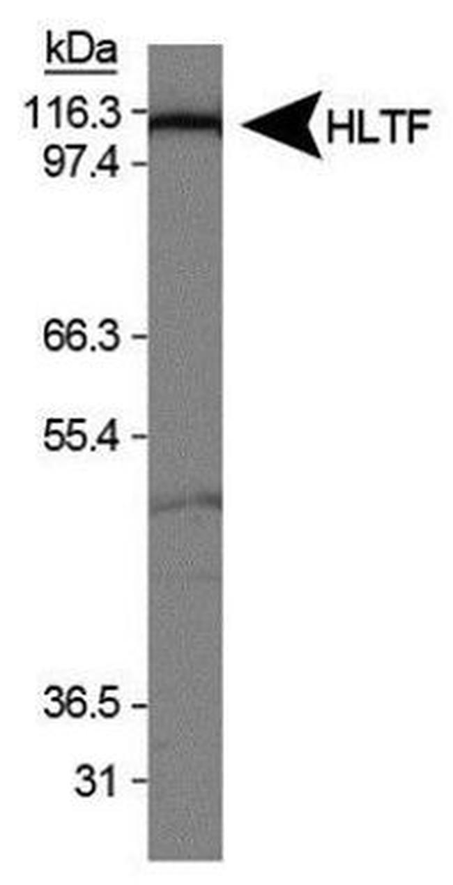 HLTF Antibody in Western Blot (WB)