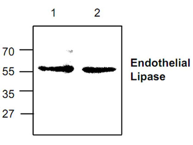 LIPG Antibody in Western Blot (WB)