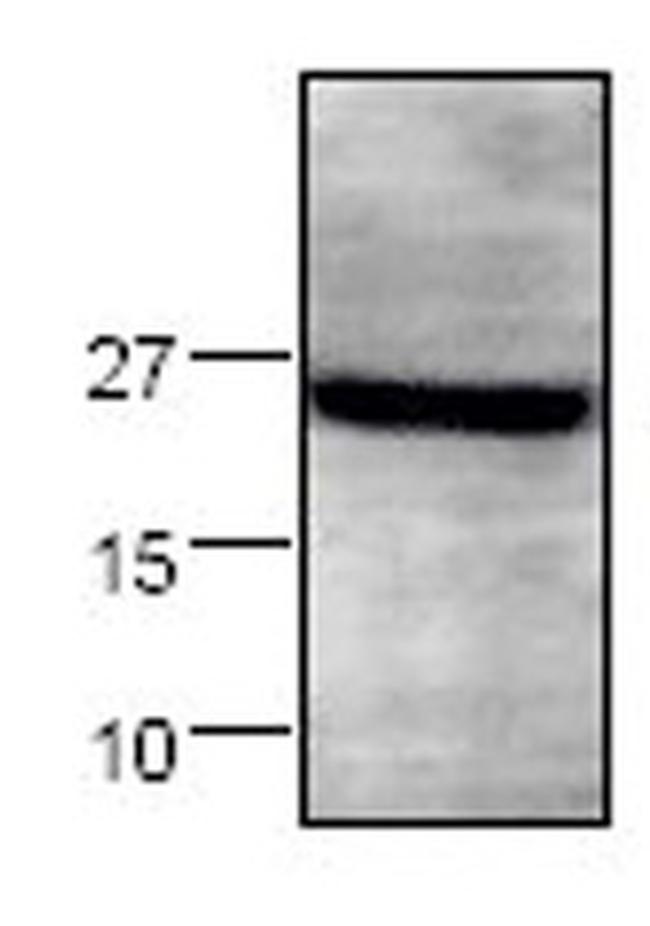 Syndecan 4 Antibody in Western Blot (WB)