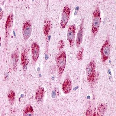 GPR3 Antibody in Immunohistochemistry (Paraffin) (IHC (P))