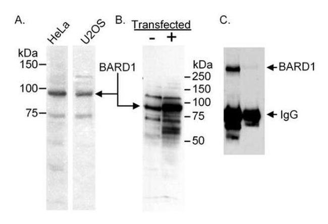 BARD1 Antibody in Western Blot (WB)