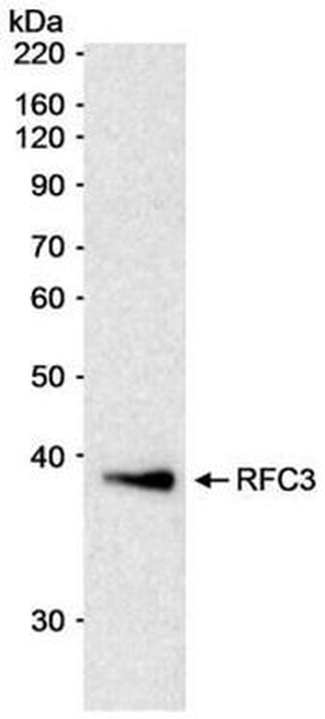 RFC3 Antibody in Western Blot (WB)