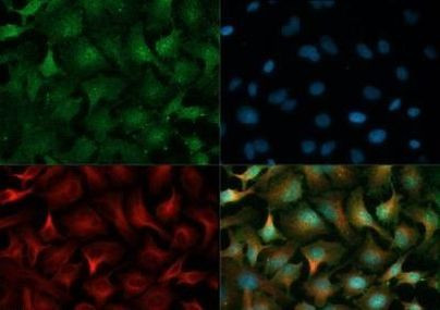 PHD2 Antibody in Immunocytochemistry (ICC/IF)