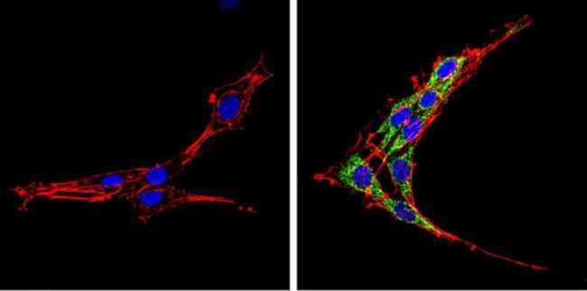 SREBP2 Antibody in Immunocytochemistry (ICC/IF)