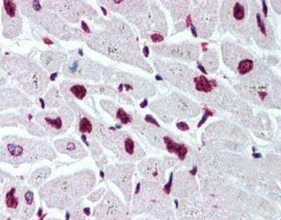 Histone H2B Antibody in Immunohistochemistry (Paraffin) (IHC (P))