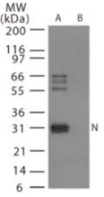 Influenza A H6N1 NP Antibody in Western Blot (WB)