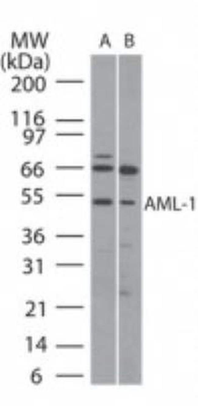 RUNX1 Antibody in Western Blot (WB)