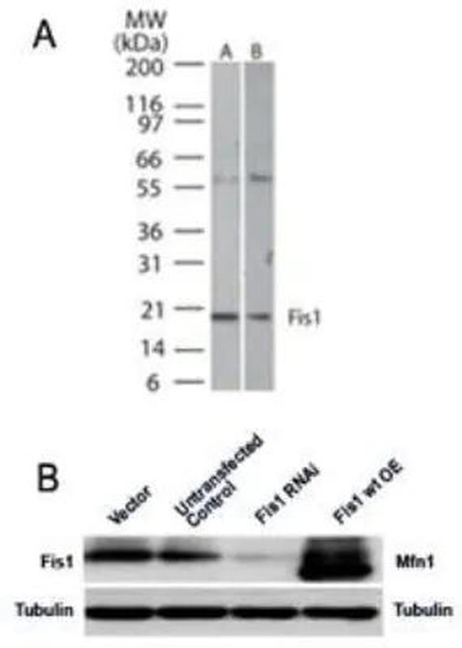 FIS1 Antibody in Western Blot (WB)
